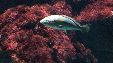 Fish Swimming in water Stock Footage 121728016