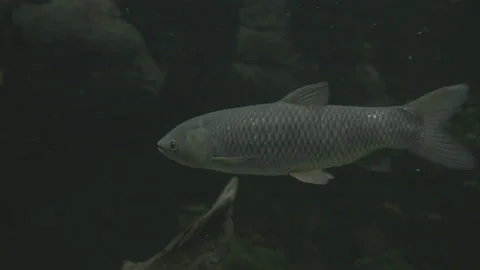 Fish Swimming in the Water Stock Footage 149504148
