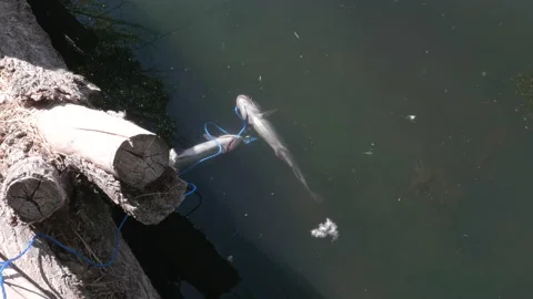 Fish Swimming While on a Stringer Stock Footage 135244061