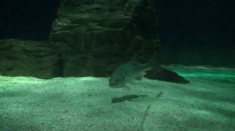 Fish swims on the abiss 스톡 동영상 39778548