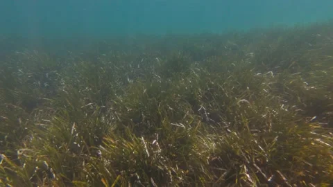 Fish Swims In The Algae Stock Footage 157954457