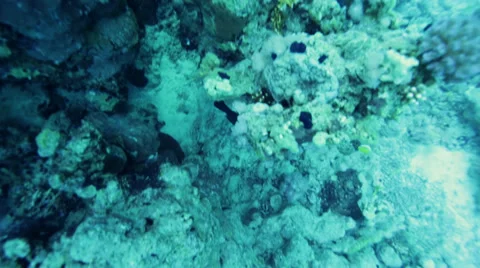 Fish swims among the corals Stock Footage 36756066