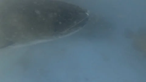 Fish Swims Up and Pops Out of the Water Stock Footage 149514955