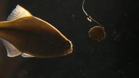 The fish swims up to the bait hook, turns around and swims away. Stock Footage 246620156