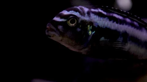 Fish swims on a black background 库存影片 111222904