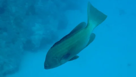 Fish Swims Down Underwater Slowly Stock Footage 124109648
