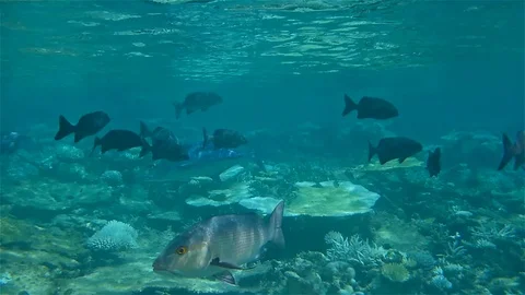 Fish swims Stock-Footage 90669474