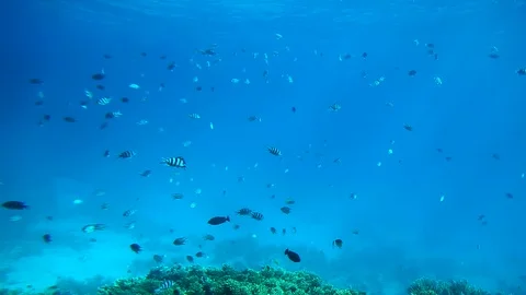 The fish swims Stock Footage 111192717