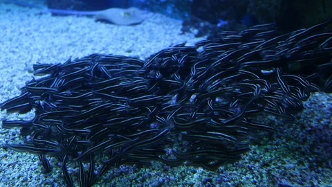 The fish swims Stock Footage 111192718