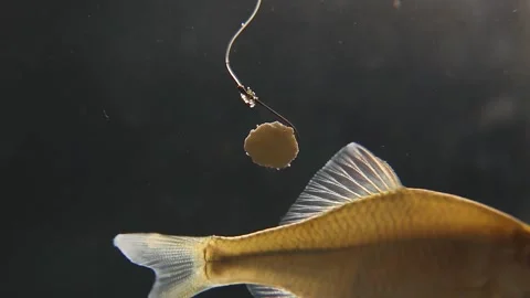 The fish swims up to the hook with the bait and hits the hook with its tail. Stock Footage 246829120