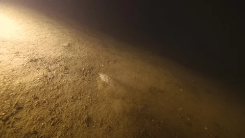  Fish swims by moving the sand to the bottom of the lake, Albano lake, Italy Stock Footage 104505352