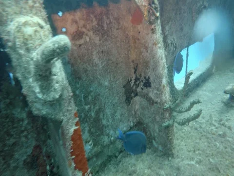Fish Swims Next to Sunken Ship Stock Footage 75799057