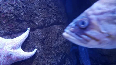 Fish Swims Past from Right to Left Underwater | 4k 24fps Stock Footage 137417865