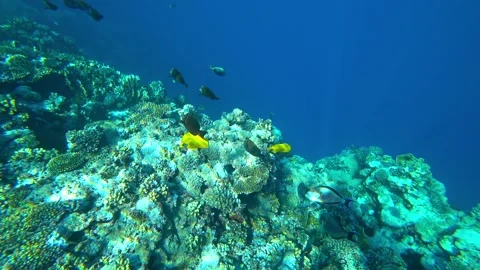 Fish swims in the sea Stock Footage 167662297