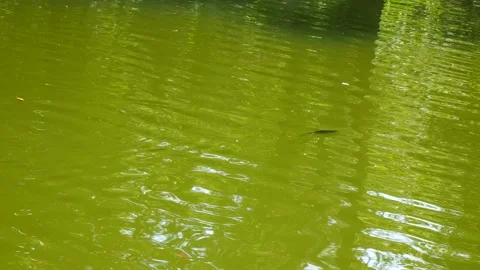 The fish swims on the surface of the river 스톡 동영상 160556333