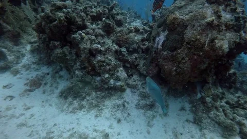 Fish Swims Through Coral Stock Footage 75798729