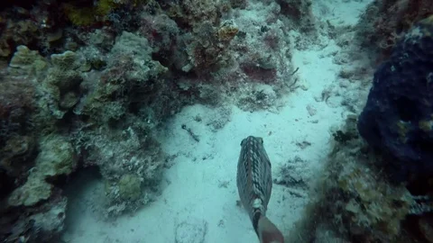 Fish Swims Through Coral Stock Footage 75798733