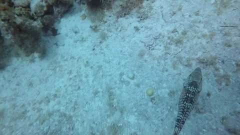Fish Swims Through Coral Stock Footage 75798741