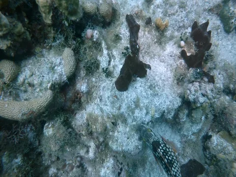 Fish Swims Through Coral Stock Footage 75799228