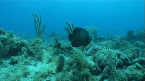 Fish Swims by Two Scuba Divers in Ocean Underwater Stock Footage 5324653