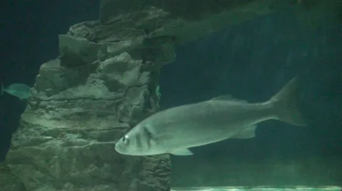 Fish swims underwater Stock-Footage 39778500