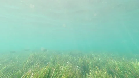 Fish Swims Underwater Stock Footage 157724745