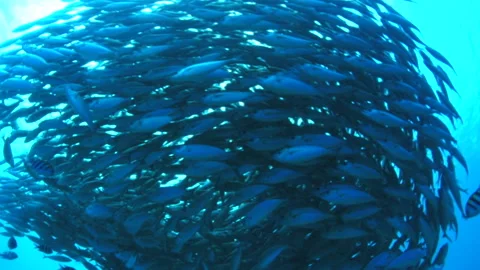 Fish swirling under the sun Stockbeeldmateriaal 160085586