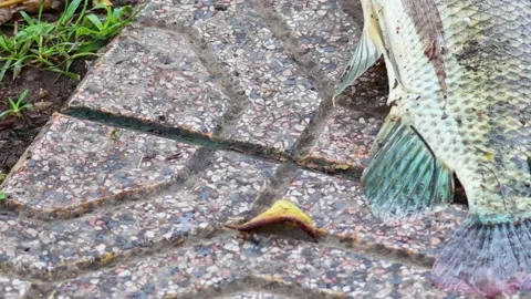 Fish Tail and Leaf on Patterned Pavement 库存影片 307166487