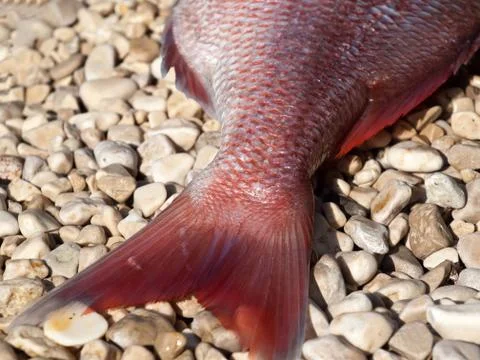 Fish tail close up 库存照片