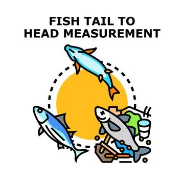 Fish tail to head measurement concept illustration Stock Illustration