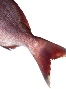 FIsh tail isolated on white background Stock Photos