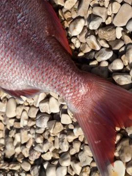 Fish tail 库存照片