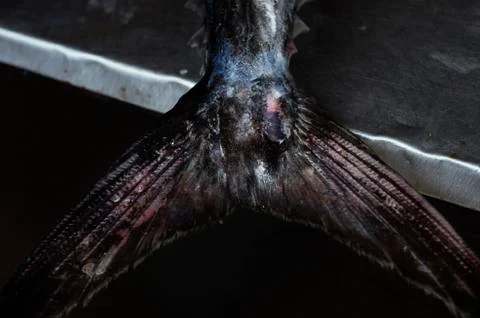 Fish tail Stock Photos