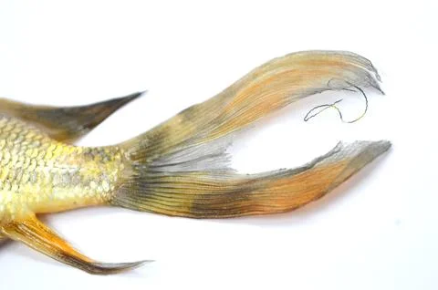 Fish tail Stock Photos