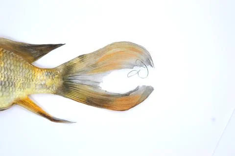 Fish tail on white background Stock Photos