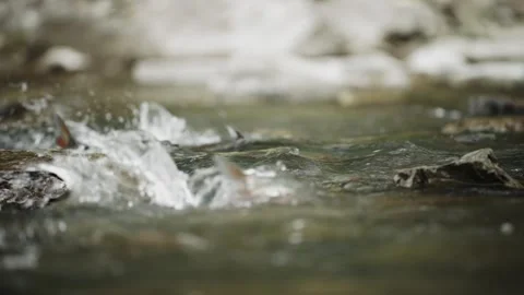 Fish Tails Breaking Water Surface in Rocky Freshwater Stream Video stock 335791935