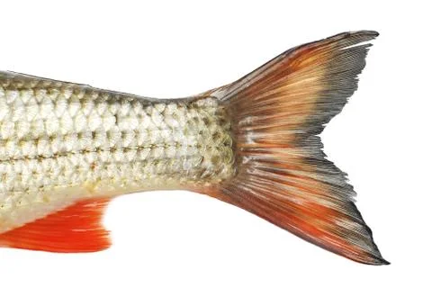 Fish tale Stock Photos