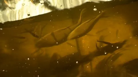 Fish in tank 01 HD Video stock 10736290