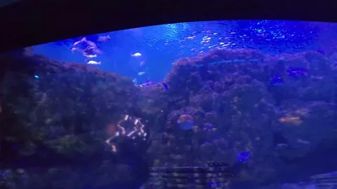 Fish Tank 1 Stock Footage 162871321