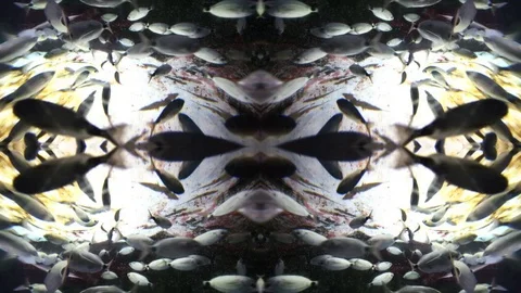 Fish tank abstract Stock Footage 82251095