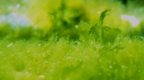 Fish Tank Algae Видео 39187903