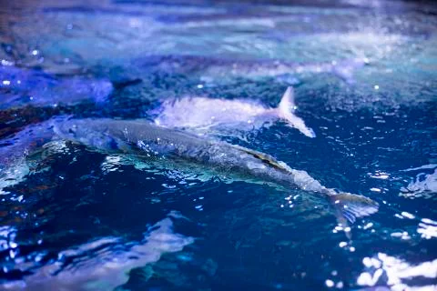 Fish in a tank background Stock Photos