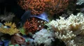 Fish tank with Clownfish HD Footage