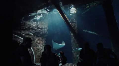 Fish Tank With A Crowd Stock Footage 148543630