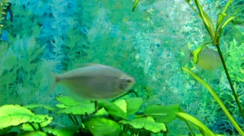 Fish Tank Stock Footage 349078