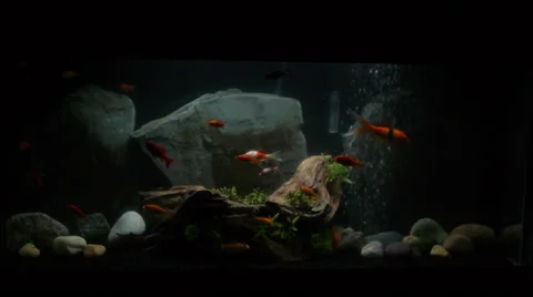 Fish Tank Stock Footage 34256315