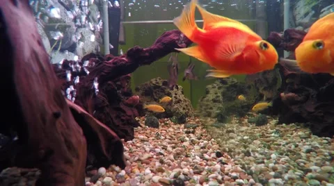 Fish tank Stock Footage 46669974