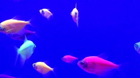 Fish Tank Stock Footage 48985700
