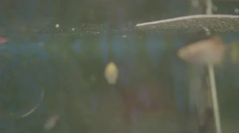Fish in a tank Stock Footage 62823027