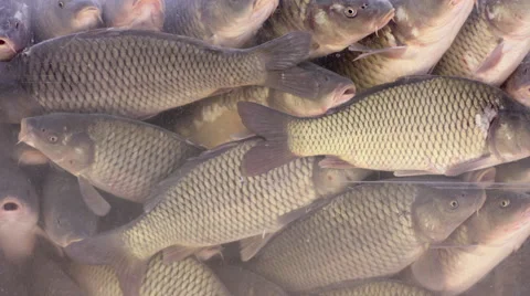 Fish in a tank Stock Footage 63838842